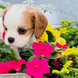 Boy 2 - male Cavalier King Charles Spaniel puppy in Sacramento, California from Applewood Cavaliers