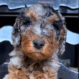 Bentley - Blue merle male Bernedoodle puppy in Tyner, Kentucky from Good Dog Doodles