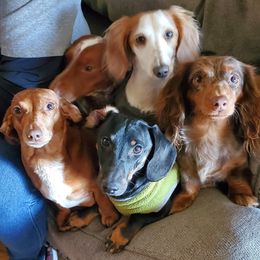 Dachshunds from Silverstar Farms