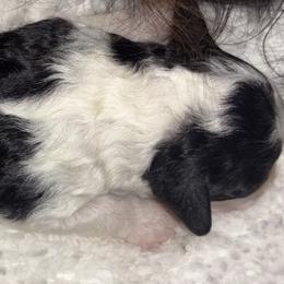 Cavapoo Puppies from Duryea Cavapoos