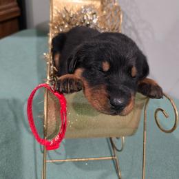 Red - Black and rust female Beauceron puppy in Batavia, New York from Oakland Beaucerons
