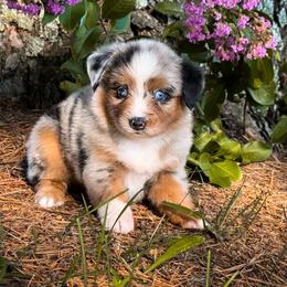 Razzle Dazzle - Blue merle female Toy Australian Shepherd puppy in Leitchfield, Kentucky from Legendmaker MAS