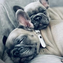 French Bulldogs from M&M Utah Frenchies