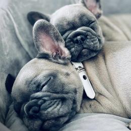 French Bulldogs from M&M Utah Frenchies