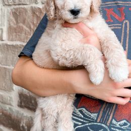 Poodle Puppies from Woofadoodles