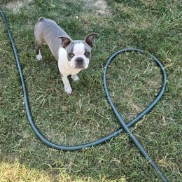 Millo - Boston Terrier