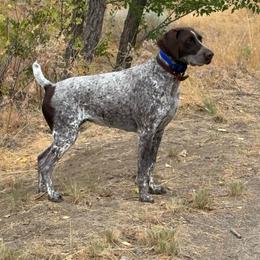 Sky - German Shorthaired Pointer