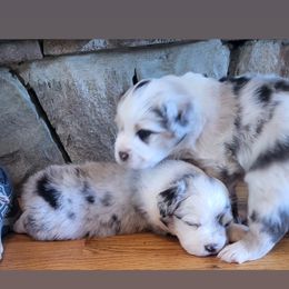 Australian Shepherd Puppies from Lynn Gregory - Blueridge Aussies