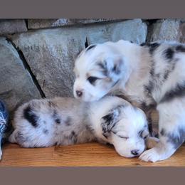 Australian Shepherd Puppies from Lynn Gregory - Blueridge Aussies