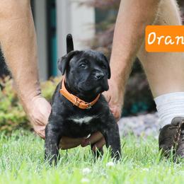 Orange Collar - Tiger female Perro de Presa Canario puppy in Pocahontas, Illinois from Cabeza Grande Kennel