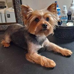 Stitch - Yorkshire Terrier