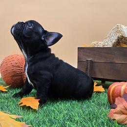 Bhad Bhabie - Brindle female French Bulldog puppy in Wisconsin from Shameless Bulldogs LLC