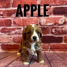 Apple - Red  female Goldendoodle puppy in Bountiful, Utah from Red Brick Doodles