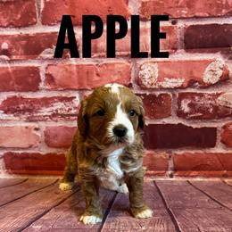 Apple - Red  female Goldendoodle puppy in Bountiful, Utah from Red Brick Doodles
