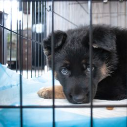 German Shepherd Puppies from Hutchens German Shepherds - Kennel and Training