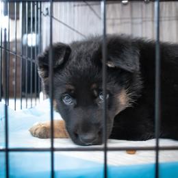 German Shepherd Puppies from Hutchens German Shepherds - Kennel and Training