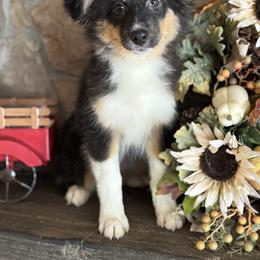 BTF5 - Black tri-color female Australian Shepherd puppy in Chehalis, Washington from Wandering Acres Ranch
