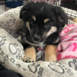 Landó - Black tri male Miniature Australian Shepherd puppy in Denair, California from CenCal Mini Aussies