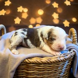 Marley Philippe - Red merle male Australian Shepherd puppy in Statesville, North Carolina from Charming Australian Shepherds