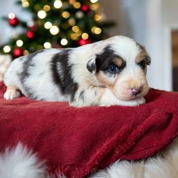 Woodrow - Red merle male Australian Shepherd puppy in Statesville, North Carolina from Charming Australian Shepherds