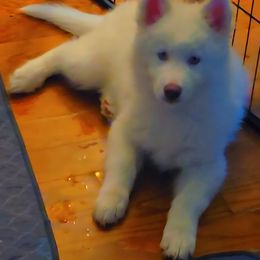 Heartbreaker - White female Siberian Husky puppy in Quincy, Illinois from Boden Breeding