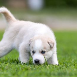 Siberian Husky Puppies from Lilbearshuskies
