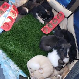 Silken Windhound Puppies from Silken Agents of CSBeck