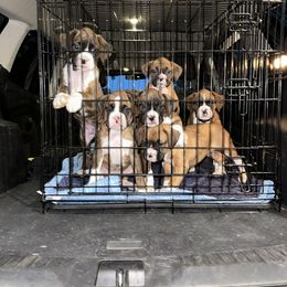 Boxer Puppies from East River Boxers