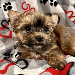Daisy.  ( Amy's baby ) - Chocolate, tan and white female Yorkshire Terrier puppy in Bowling Green, Kentucky from Lil Country Gems Yorkies