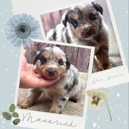 Maverick - Blue merle male Australian Shepherd puppy in Artois, California from Aloe Aussies
