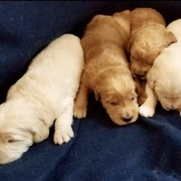 French Bulldog, Goldendoodle, and Golden Retriever Puppies from Crystal Coast Kennels, LLC