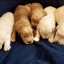 French Bulldog, Goldendoodle, and Golden Retriever Puppies from Crystal Coast Kennels, LLC