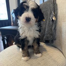 Blitzen - Tri-color male Bernedoodle puppy in New Market, Virginia from Frosty & Ginger Co Home of Doodles