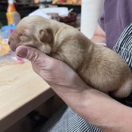 Boy 2 - Yellow male Labrador Retriever puppy in Gouverneur, New York from Moss Ridge retrievers