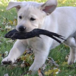 Labrador Retrievers from Dunn’s Marsh Labradors