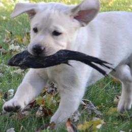 Labrador Retrievers from Dunn’s Marsh Labradors