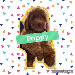 Aussiedoodles, Cockapoos, and Goldendoodles from West Coast Doodles