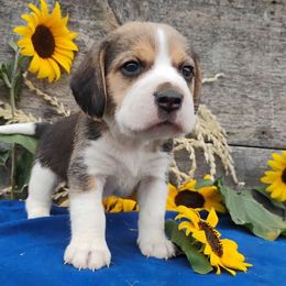 Woodstock - Black tan and white male Beagle puppy in Colville, Washington from Rosehaven Homestead