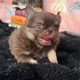 Peanut - Chocolate and tan male Chihuahua puppy in Newport Beach, California from Exotic City Pomeranians and chihuahuas