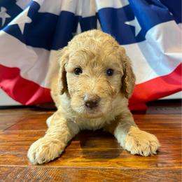 Carter - Apricot male Goldendoodle puppy in De Land, Florida from Rezapour Doodle Estate