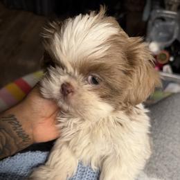 Harley Maximus Arelius Shepard - Lilac male Shih Tzu puppy in Chicago, Illinois from Casa de Santiago