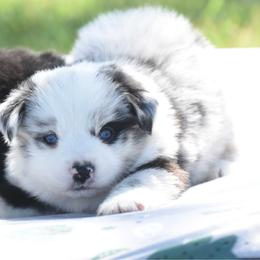 Poetic - Blue merle female Toy Australian Shepherd puppy in Chickasha, Oklahoma from Rustic Lace