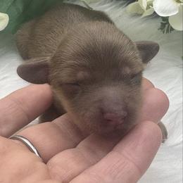 Blakley - Red female Dachshund puppy in Exeter, California from Sawtooth Miniature Dachshunds