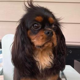 Ember - Cavalier King Charles Spaniel