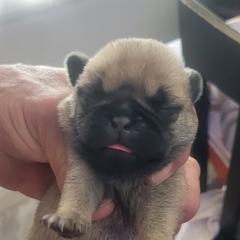 Fawn 1 - Fawn male Pug puppy in Humble, Texas from Rick Barrera Pugs