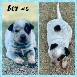 Boy 5 - Blue speckled male Australian Cattle Dog puppy in Prague, Oklahoma from S&B Cattle Co.