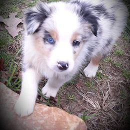 Australian Shepherd Puppies from Patchwork Kennels