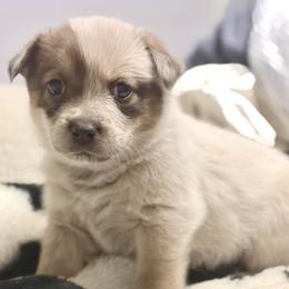 Girl 1 - female Australian Cattle Dog puppy in Pierpont, Ohio from Spotted Ewe ACDs