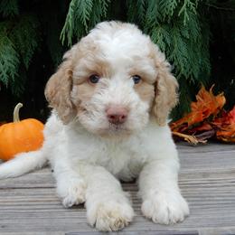 Carl - Parti male Labradoodle puppy in Millersburg, Ohio from My Pals