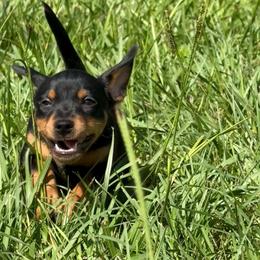 Benji - Black and tan male American Hunt Terrier puppy in Clearwater, Florida from Paradise Bay Hunt Terriers